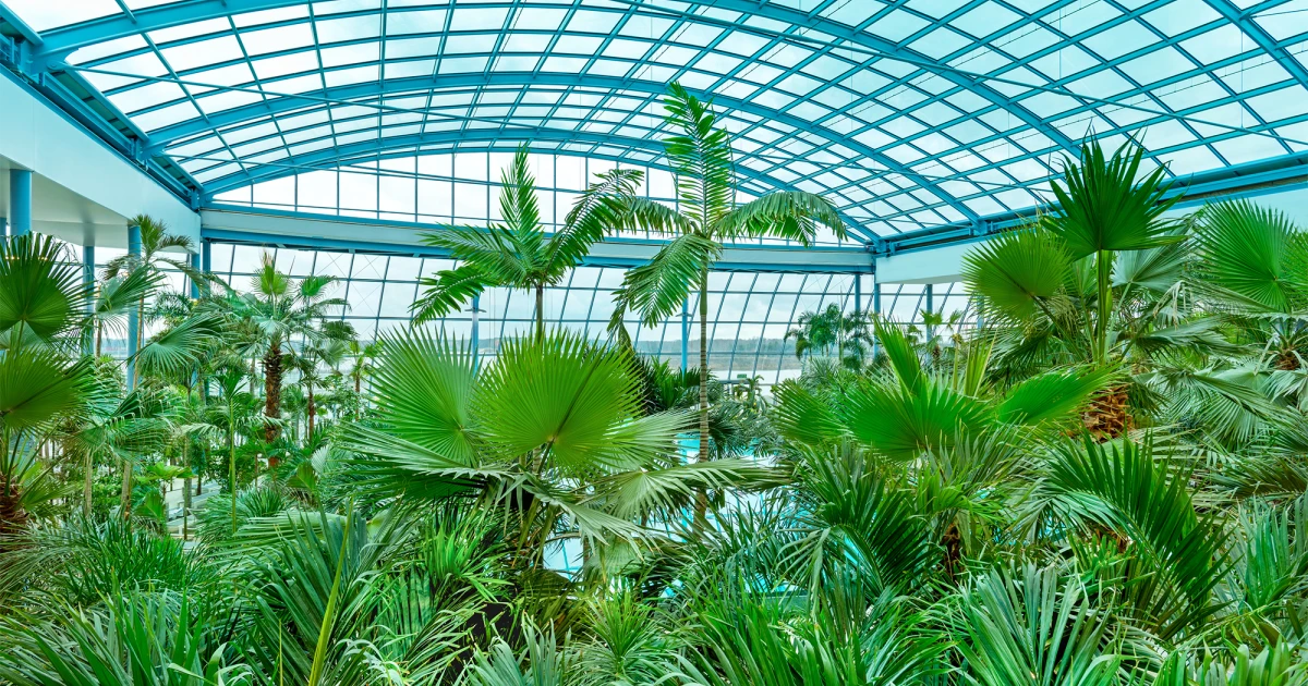 palme relax